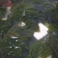 Cooksnap dari Ratih Achdyarti untuk resep Sup sawi hijau/sup tahu/sup jagung