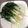 Wendy Maska's cooksnap of when they made Bak Choi With Sesame Oil.