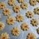Cooksnap dari Yulia untuk resep Semprit susu blosom
