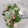 El cooksnap de Maurice Colmener cuando hizo Ensalada de canónigos y rúcula.