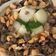 El cooksnap de Dina Luz cuando hizo Hummus especial.