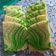 Cooksnap dari AmbarEp untuk resep Bolu kukus zebra lembut bgt