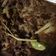 Cooksnap dari Rita Sahara untuk resep Semur Daging ala Mak_E