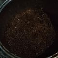 Cooksnap dari suryawati untuk resep 794.Wajik Wangi MagicCom