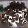 Cooksnap dari Joni untuk resep Blackforest kukus sederhana,lembut dan enak!!!