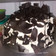 Cooksnap dari Joni untuk resep Blackforest kukus sederhana,lembut dan enak!!!
