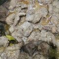 Cooksnap dari Widi Sastrodiharjo untuk resep Lapis Daging Surabaya