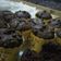 Cooksnap dari Kenzienayla untuk resep Banana Choco Muffin