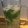 El cooksnap de Delfi cuando hizo Limonada con menta y jengibre, una delicia!.