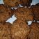 El cooksnap de Merche Ortega cuando hizo Galletas de avena y gotas de chocolate.