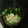 El cooksnap de Ivan Dalí cuando hizo Tártaro de salmón ahumado con pepino.