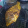 Cooksnap dari Nisa ChoirunNisa untuk resep Gurame Bakar Kecap