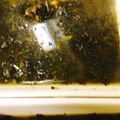 صورة من ام كريم my kitchen، شاركها بعد تجربة وصفة الملوخية السورية