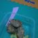 Cooksnap dari Bunda IbrahimMusa untuk resep Tahu Walik ala Ibuk Sambal Kecap #Agust14