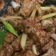Cooksnap dari poppy ervina untuk resep Rica Rica Babi (non halal)