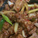 Cooksnap dari poppy ervina untuk resep Rica Rica Babi (non halal)