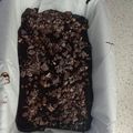 Angelika Banga Polyákné Cooksnap-ja, amikor elkészítette a(z) Csupa Csoki Brownie 🍪🍫😍😇 receptet.