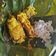 Cooksnap dari Azizah untuk resep Pepes Belut MPASI 18MO