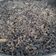 El cooksnap de Montse Sangenís Muntané cuando hizo 🥘 Arroz negro con alioli.