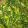 Cooksnap dari Ferdy Raka Ismail untuk resep Cah kangkung ala resto dijamin mantulll