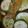 Threeleggeddogg's cooksnap of when they made macerated cucumbers.