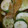 Threeleggeddogg's cooksnap of when they made macerated cucumbers.