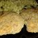 El cooksnap de Celeste S cuando hizo Hamburguesas caseras♡ patinesas.
