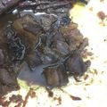 Cooksnap dari Marcelia Sendy Yardenia untuk resep Resep Babi Kecap (Batak)