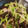 鄂小喵 的 鮮蝦木耳炒蘆筍 cooksnap