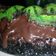 Cooksnap dari akhmad untuk resep Brownies Kukus