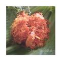 Cooksnap dari Mama Nasya untuk resep Ayam goreng lengkuas#prRamadhan_masakbesar#bikinRamadanBerkesan