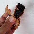 Cooksnap dari Aningsih untuk resep Black Garlic (Bawang Hitam)
