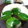 Cooksnap dari SafitriH untuk resep Bolu pandan kukus no mixer
