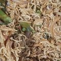 Varun Sharma का कुकस्नैप जब उन्होंने वेज नूडल्स (Veg noodles recipe in Hindi) बनाया था।