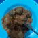 Cooksnap dari wahyudi wahyudi untuk resep Bumbu / Sambal Kacang untuk aneka makanan (Siomay, Batagor, dll)