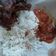 Cooksnap dari Yogi Swisni Ratnadi untuk resep Lalapan sambal mentah