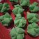 Cooksnap dari Bunda Hamizan untuk resep 175. Bolu Kukus Mekar Coklat Pandan tanpa soda