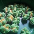 Cooksnap dari mardian zuleha untuk resep Bolu kukus Mekar. Bahan Ekonomi, simpel, anti gagal. All in 1