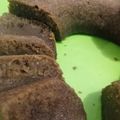 Cooksnap dari Febriani untuk resep Brownise Kukus Oat