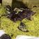 Cooksnap dari Widiya Febriani untuk resep Matcha Nutrijel Oreo Cake 🍃