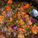 Cooksnap dari Amalia Rizqi untuk resep Ikan nila sambal pecak
