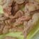 Cooksnap dari Ochi Manan untuk resep Jamur Tiram Crispy