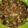 Cooksnap dari Prananing Tyas untuk resep Tumis kacang panjang bakso