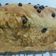 Cooksnap dari Daania Almahyra untuk resep Roti Tawar Chocochip 1x Proofing