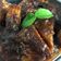 Cooksnap dari Dinda Da'ana untuk resep Tempe bacem coklat manise