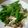 蝦米 的 甜豆炒菇 cooksnap