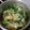 Cooksnap dari 1fenita yuliana untuk resep Sayur Bayam Brambang Salam