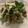 @tesa.cuina's cooksnap of when they made Zucchini Salad with Pecorino, Basil and Almonds.