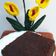 Cooksnap dari Fitria Say untuk resep Brownies Kukus Ny. Liem