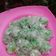 Cooksnap dari cha untuk resep 1. Klepon
